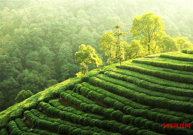 中國(guó)最北的茶田 北緯32度 海拔800米.jpg