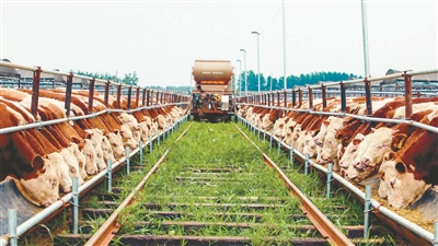 沈陽(yáng)“牛基地”培育幸?！绊敿?jí)牛”