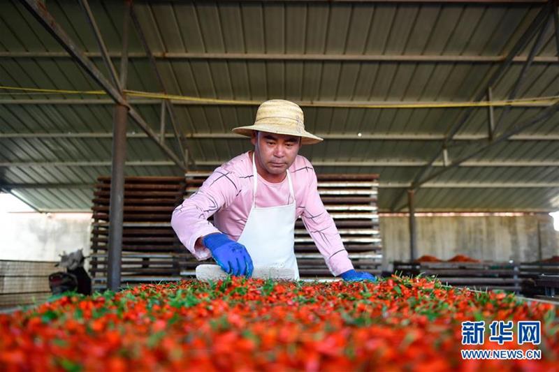 （社會(huì)）（1）青海海西：枸杞采摘正當(dāng)時(shí)