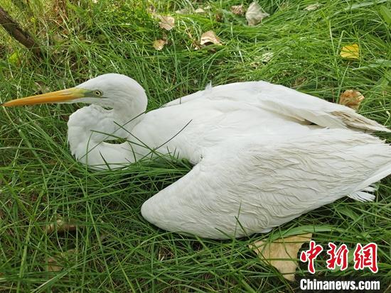 受傷虛弱的黃嘴白鷺。　王開鵬 攝