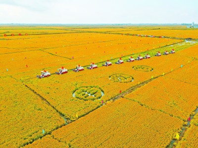 禮贊豐收 共迎小康