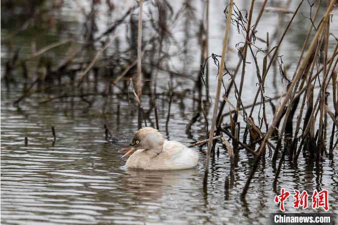 白化小？?現(xiàn)身浙江漩門灣濕地 龐偉偉 攝