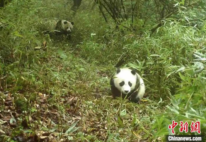 野生大熊貓母子。寶興融媒 供圖