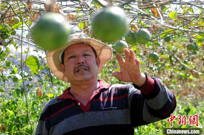 “百香果不僅帶來(lái)經(jīng)濟(jì)收入，更帶來(lái)幸福?！币揽堪傧愎a(chǎn)業(yè)扶持脫貧的村民吳萬(wàn)芳道出切身感受?！埥鸫?攝