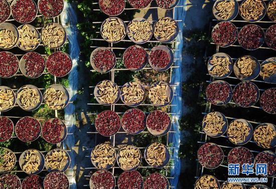 （美麗中國(guó)）（4）福建尤溪：詩(shī)意桂峰 曬秋人家