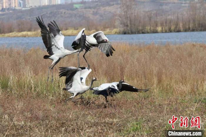 在草海嬉戲的黑頸鶴?！V惠 攝