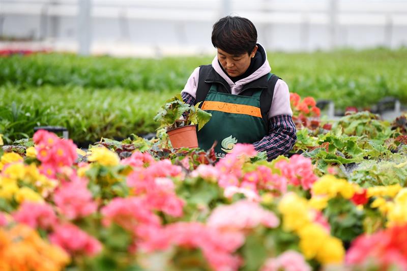 12月8日，工人在蘭州新區(qū)現(xiàn)代農(nóng)業(yè)示范園內(nèi)查看花卉生長情況。 新華社記者 陳斌 攝