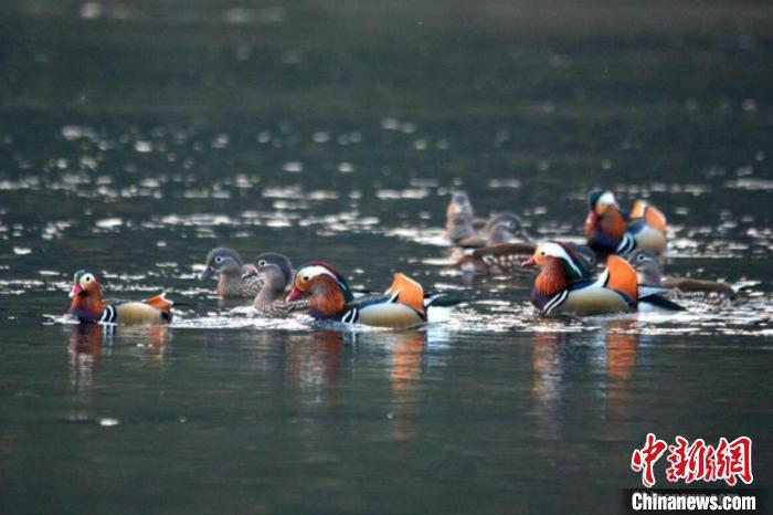 圖為“朱熹故里”江西婺源縣新編大型婺源徽劇《朱子還鄉(xiāng)》演出畫面。(資料圖) 劉占昆 攝