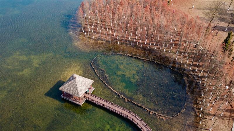 這是在湖南松雅湖國(guó)家濕地公園拍攝的水杉（12月30日無(wú)人機(jī)照片）。