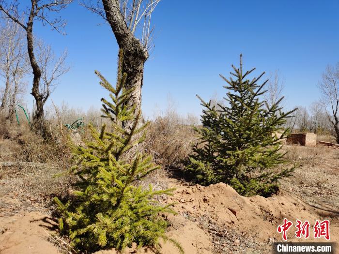 圖為毛烏素沙地的綠色?！±類?ài)平 攝