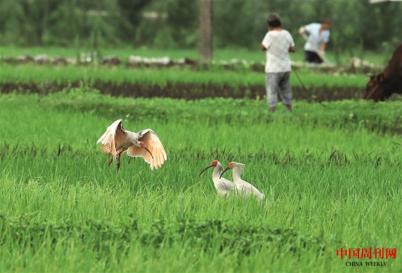 和諧家園    攝影張躍明.JPG