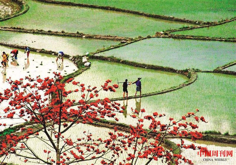 海南田園風光.jpg 海南田園風光.jpg