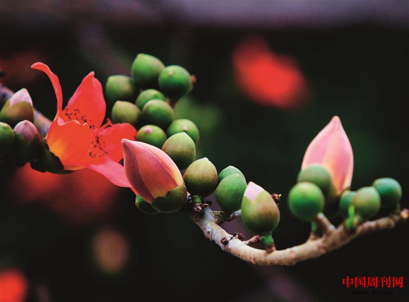 花骨朵.jpg 花骨朵.jpg