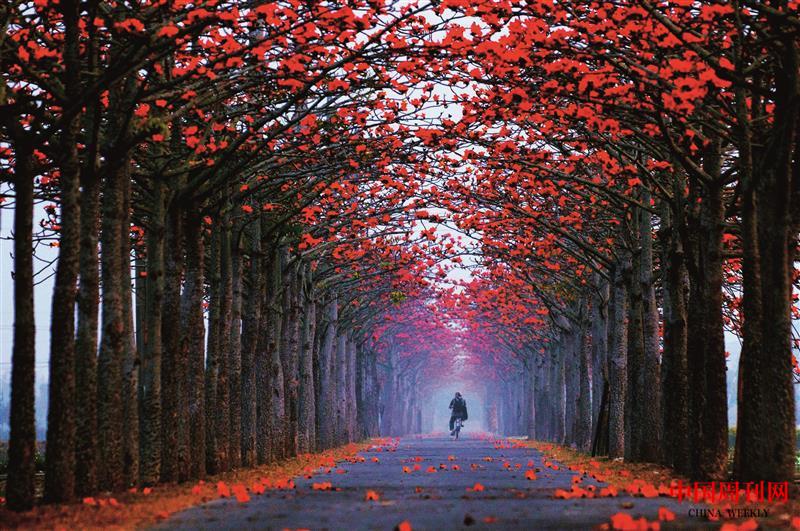 木棉花大道.jpg 木棉花大道.jpg