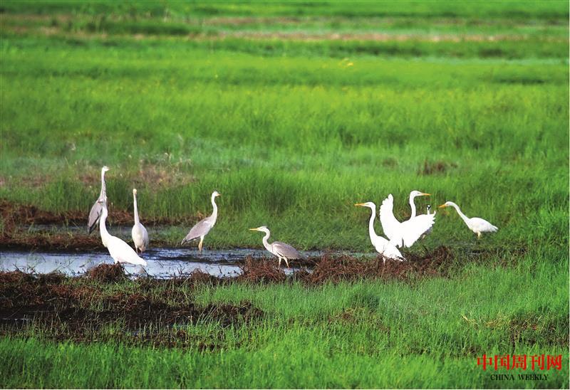 七星河濕地野生鳥類.jpg 七星河濕地野生鳥類.jpg
