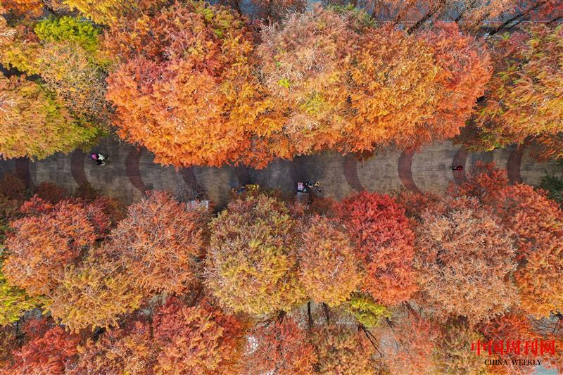 東莞長安落羽杉秋色鳥瞰.jpg 東莞長安落羽杉秋色鳥瞰.jpg