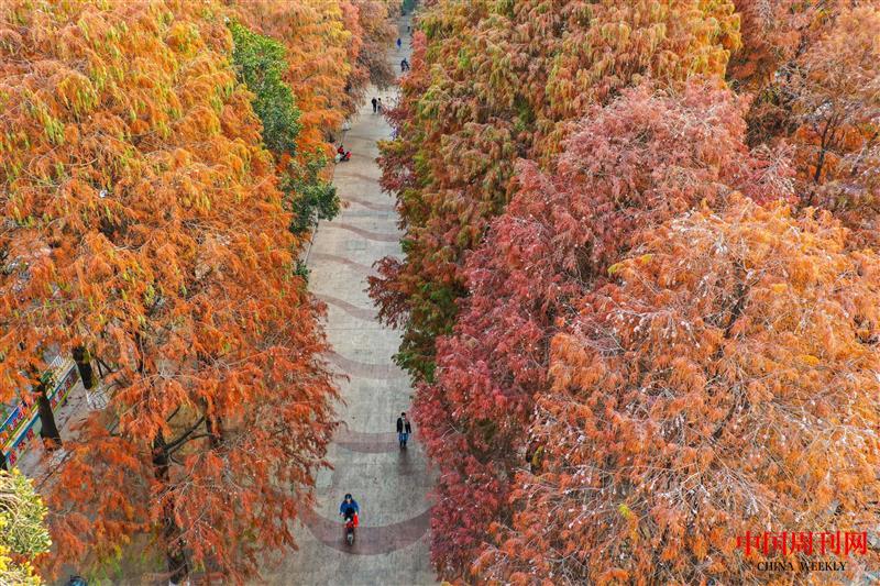 東莞長安落羽杉之秋日.jpg 東莞長安落羽杉之秋日.jpg