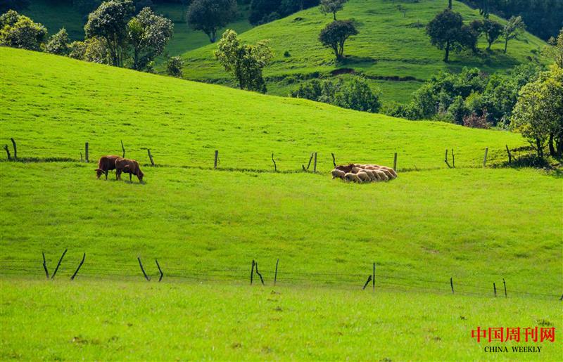 攝圖網(wǎng)_501610792_云南昆明尋甸高山草甸牧場(chǎng)自然風(fēng)光(企業(yè)商用).jpg
